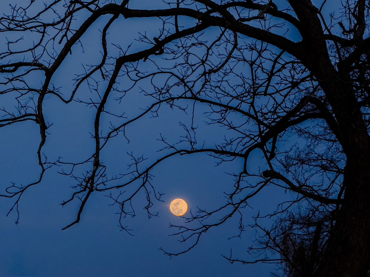 Full Moon framed by dark pecan branches against a blue sky.