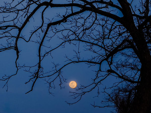 Full Moon framed by dark pecan branches against a blue sky.
